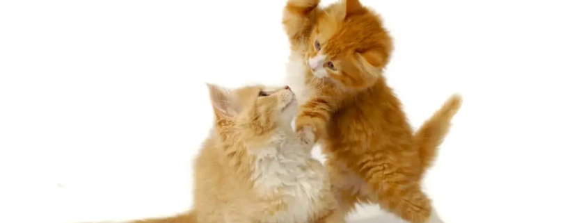 How To Stop Cats From Fighting