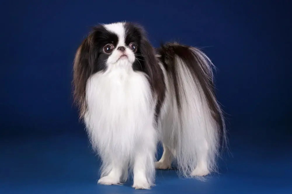 Japanese Chin min Japanese Chin min