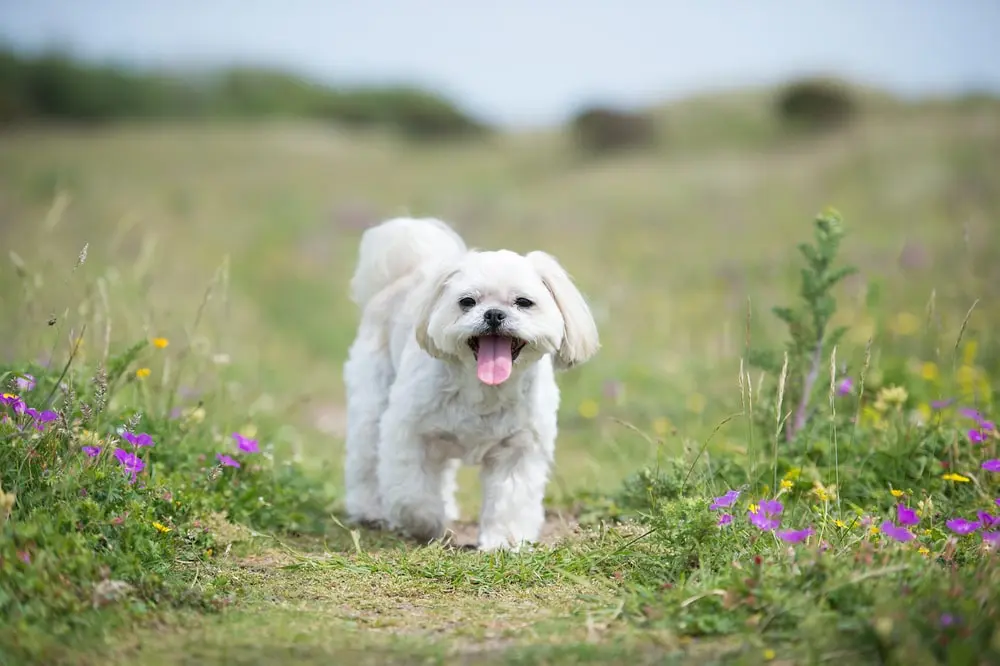 Lhasa Apso min Lhasa Apso min