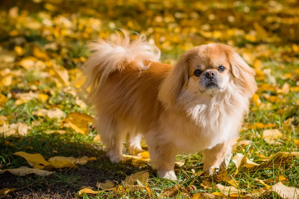 Pekingese min Pekingese min