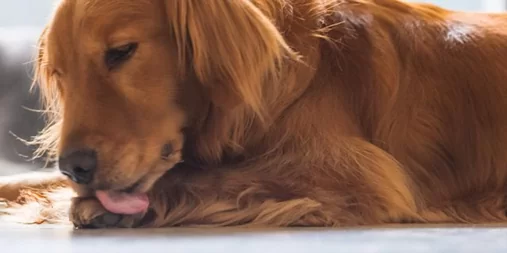 Cleaning paws dog trick