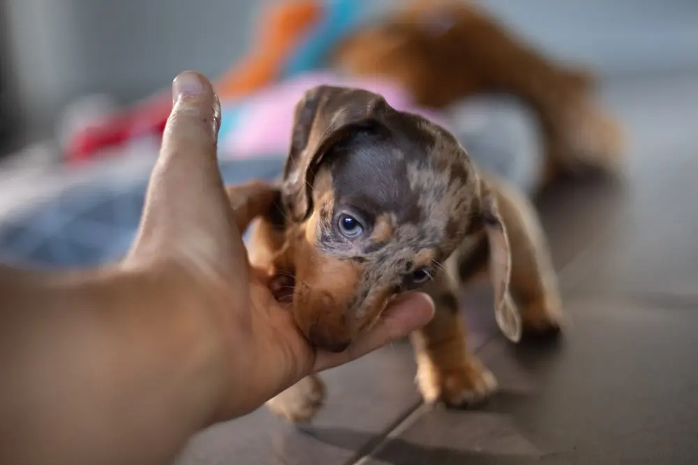 Puppy Teething Symptoms min Puppy Teething Symptoms min