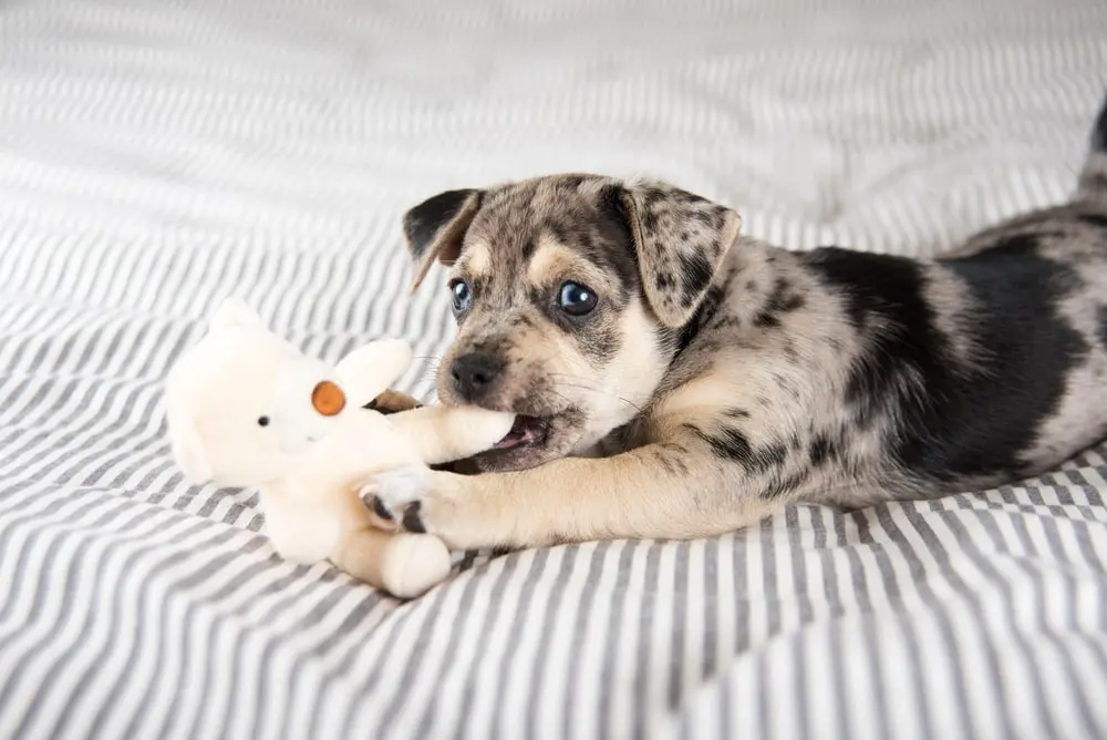 Puppy Teething Toys min Puppy Teething Toys min