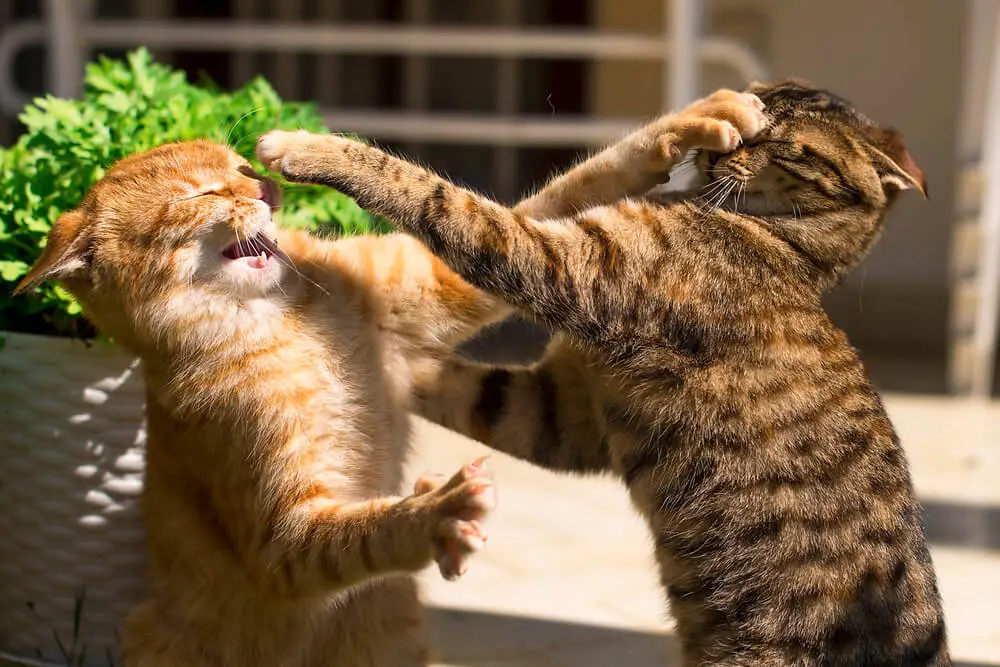 are my cats fighting or playing are my cats fighting or playing