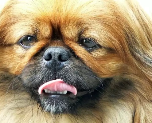 Brachycephalic Dog Breeds