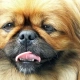 Brachycephalic Dog Breeds