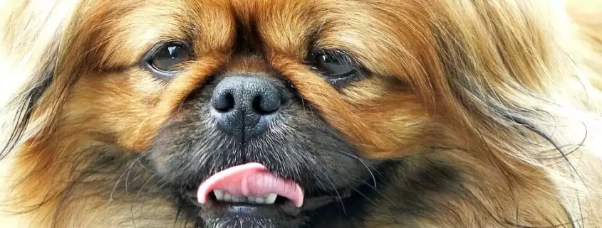 Brachycephalic Dog Breeds