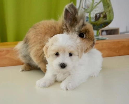 hug 2728075 960 720 min