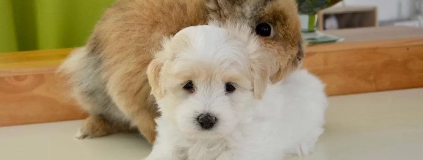 hug 2728075 960 720 min