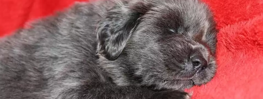 most expensive dog breed 2022