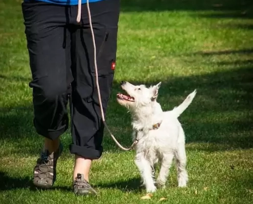 How Often Should you walk your Dog?
