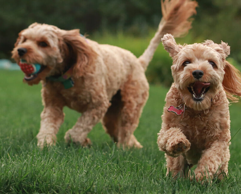 socialising dogs after covid