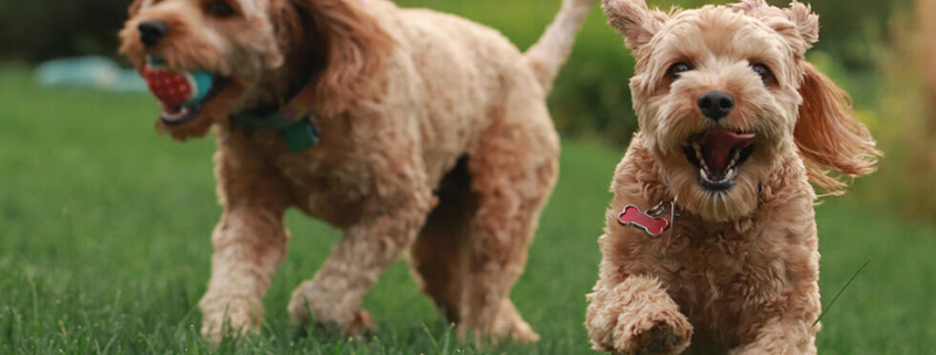 socialising dogs after covid