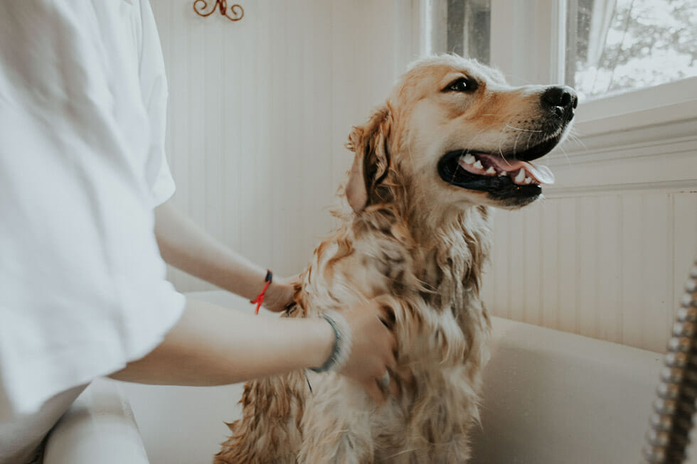 Dog shampoo Dog shampoo