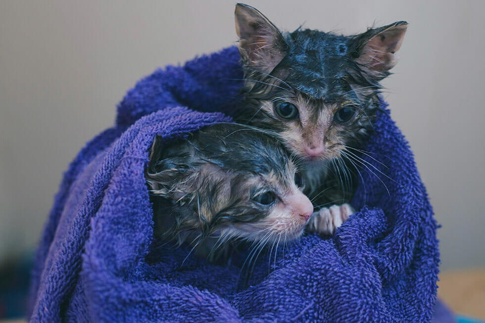 Cat Shampoo Cat Shampoo