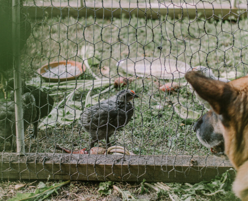 Poultry allergies dogs