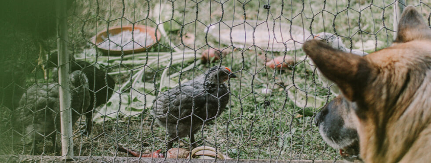 Poultry allergies dogs