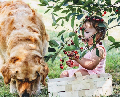 Family Friendly Dog Breeds