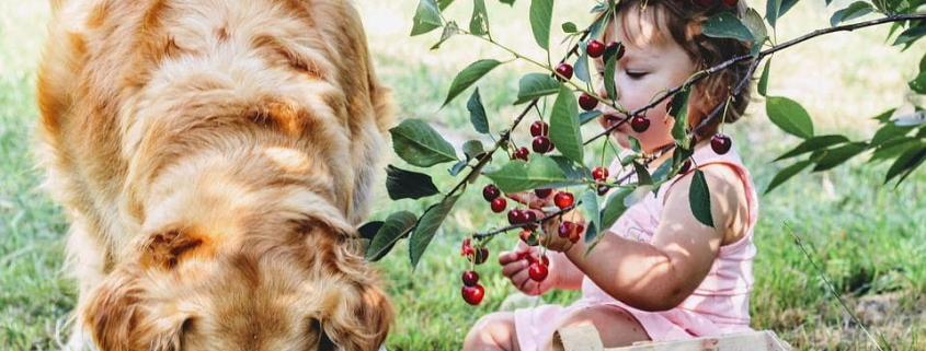 Family Friendly Dog Breeds