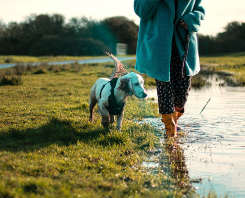 Leptospirosis in dogs