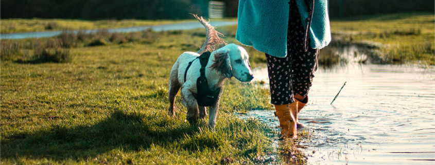 Leptospirosis in dogs