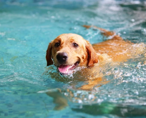 Teaching Your Dog How To Swim