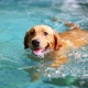 Teaching Your Dog How To Swim