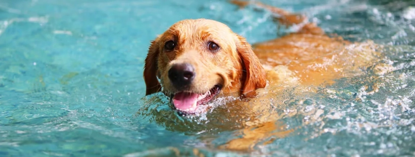 Teaching Your Dog How To Swim