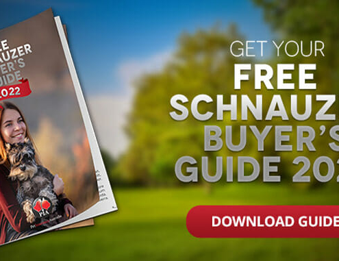 Free Schnauzer Buyer’s Guide 2022