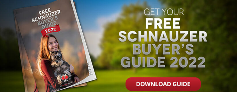 Free Schnauzer Buyer’s Guide 2022