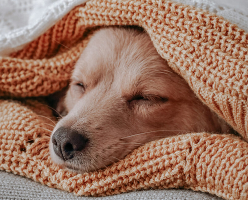 Winter burns pets 2022