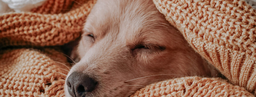 Winter burns pets 2022