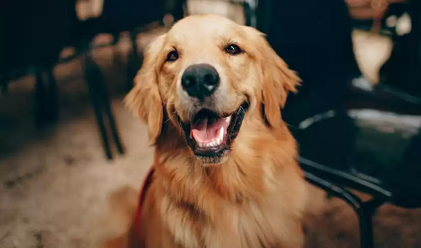 Golden Retriever Buyer’s Guide 2022