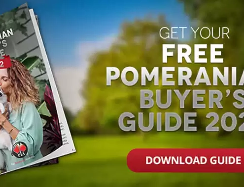 pomeranian