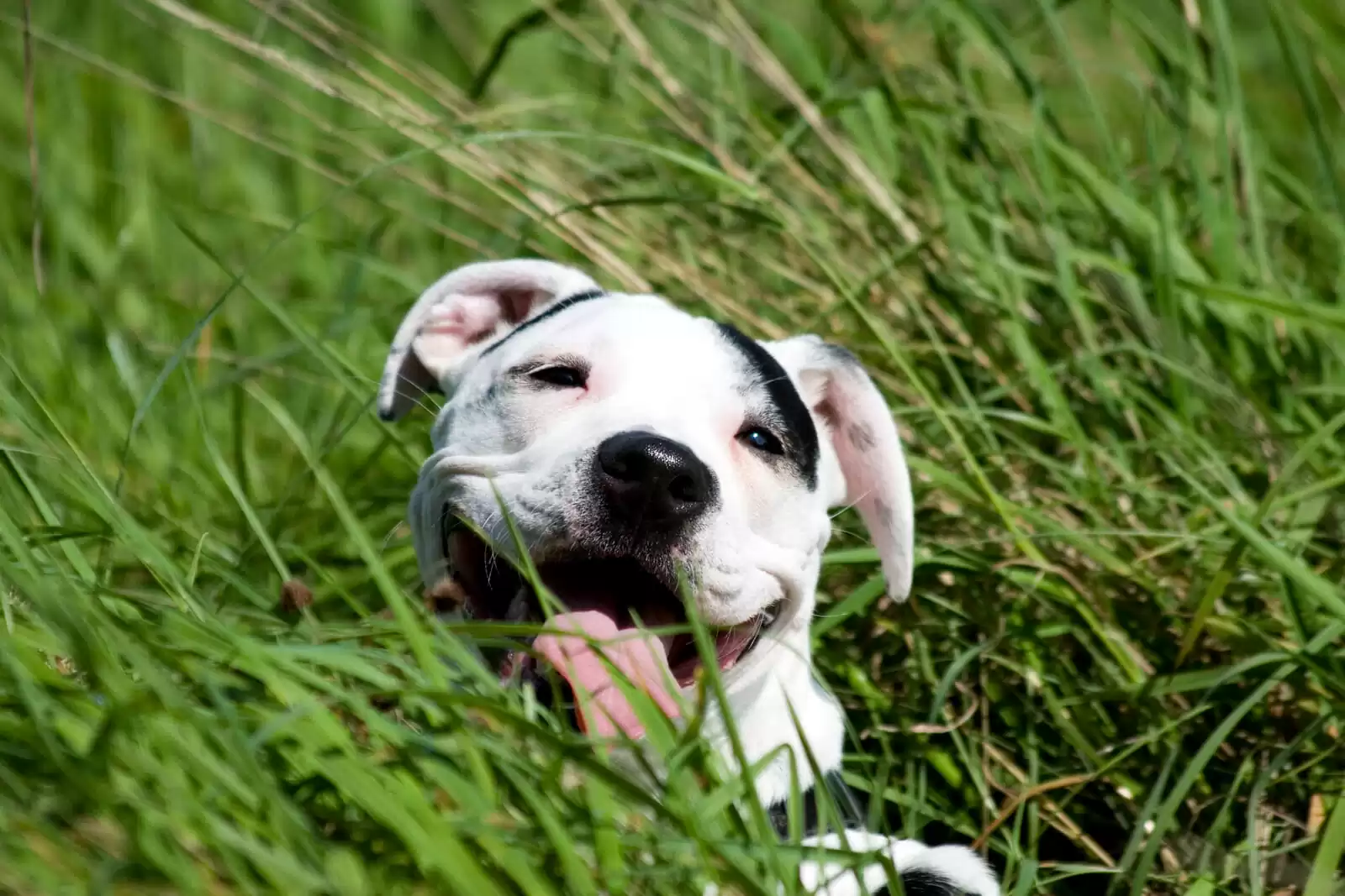American Staffordshire Terrier in grass American Staffordshire Terrier in grass