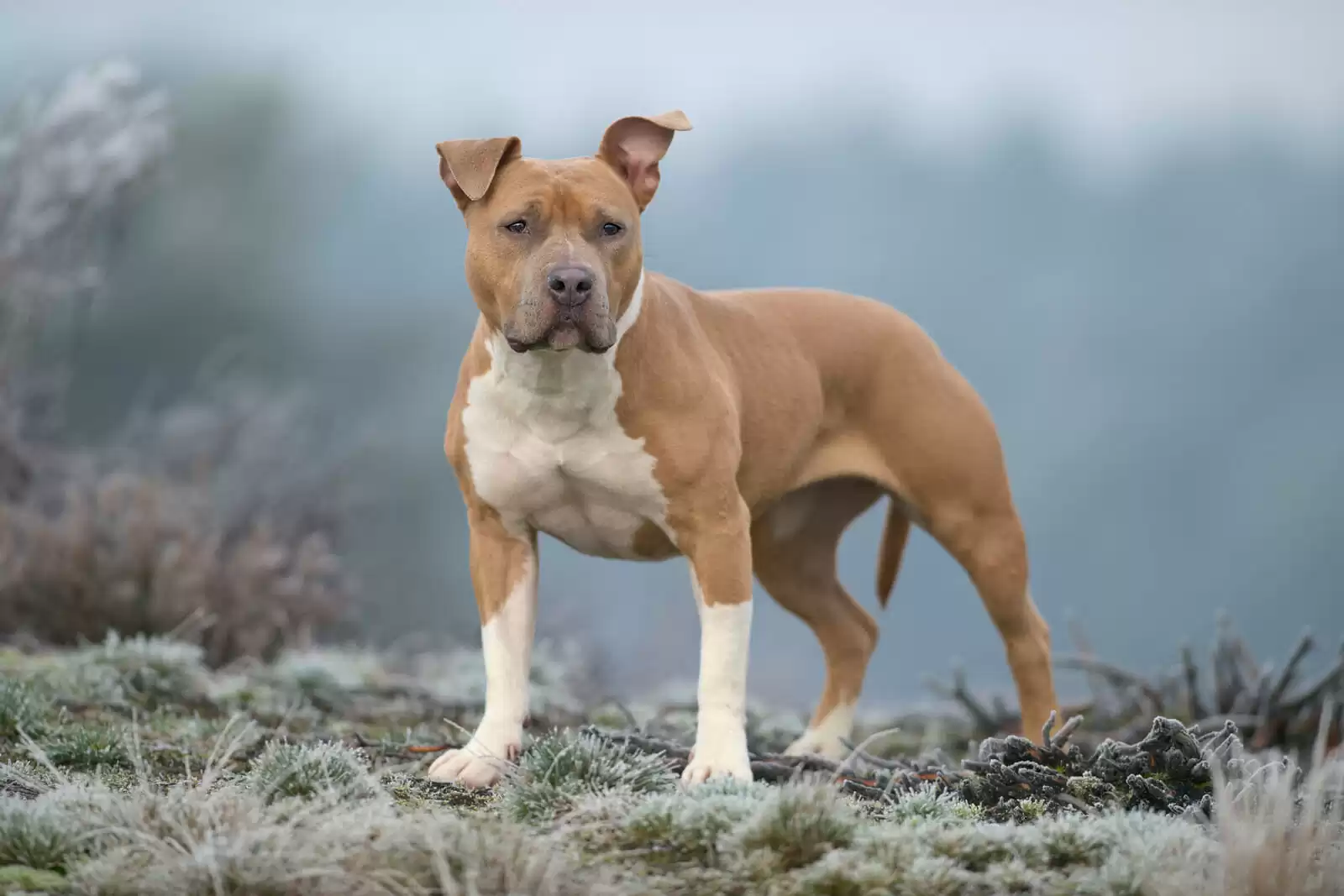 American Staffordshire Terrier in nature American Staffordshire Terrier in nature
