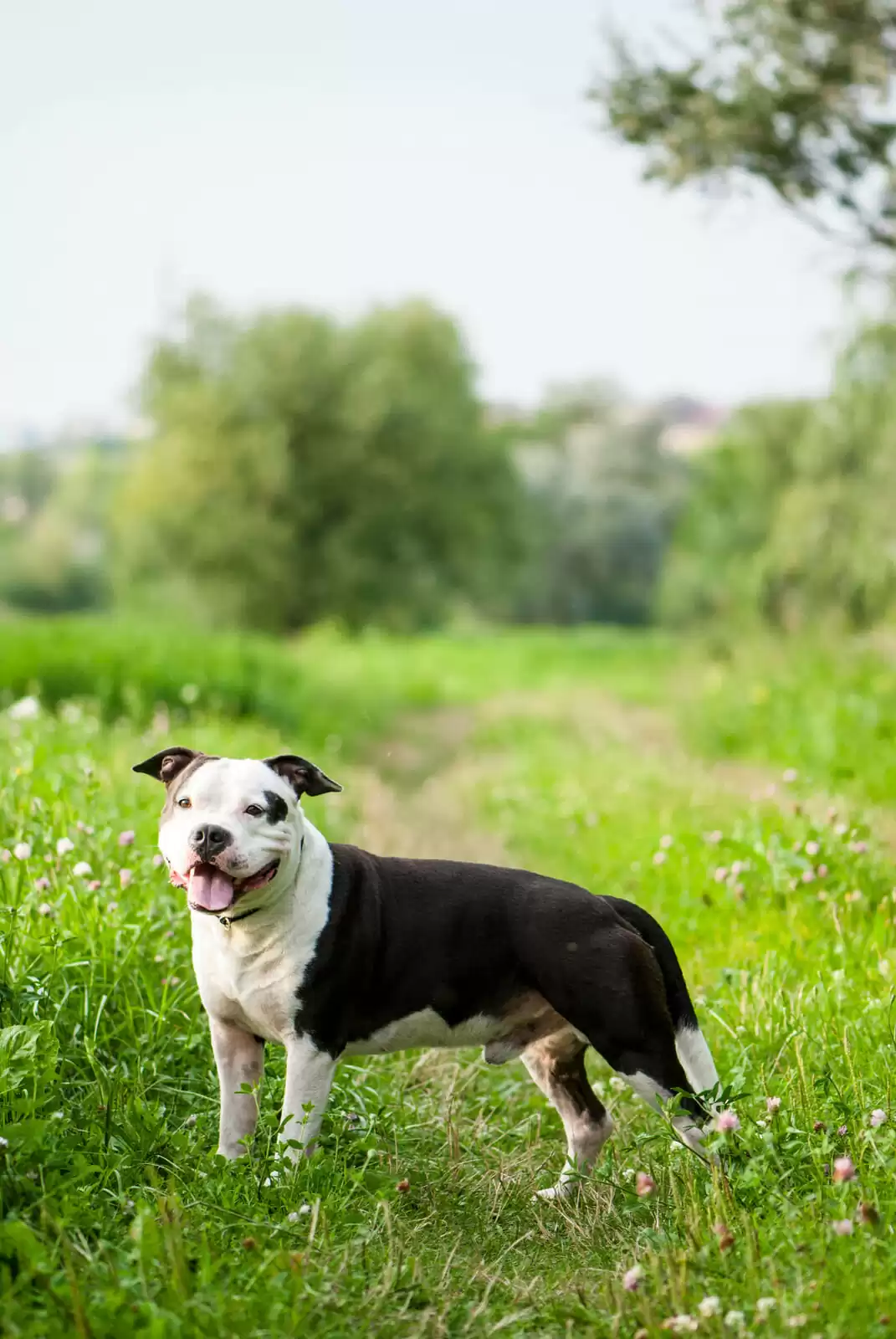American staffordshire terrier standing outdoors. American Staffordshire Terrier standing in a field