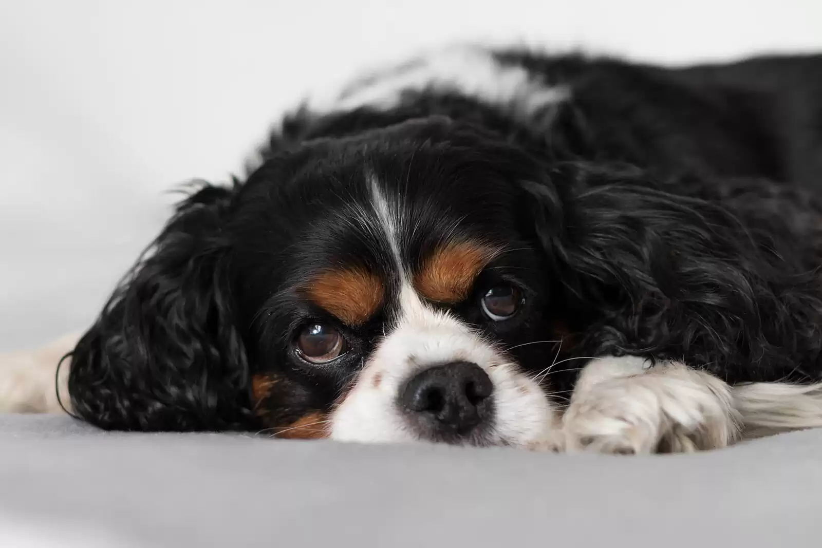 Cavalier King Charles Spaniel in tri colour lying on bed Cavalier King Charles Spaniel in tri-colour lying on bed