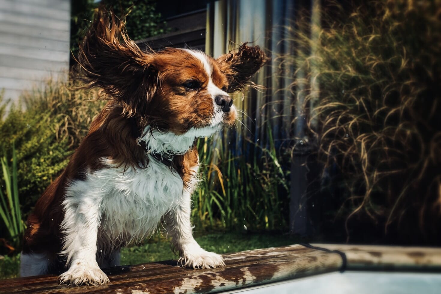 Cavalier King Charles Spaniel playing by the pool Cavalier King Charles Spaniel playing by the pool