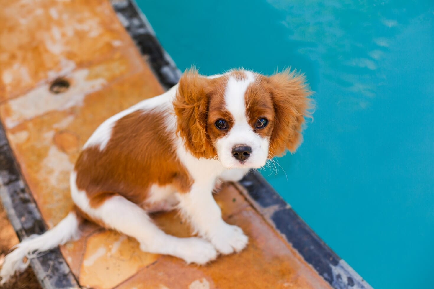 Cavalier King Charles Spaniel puppy sitting next to pool Cavalier King Charles Spaniel puppy sitting next to pool