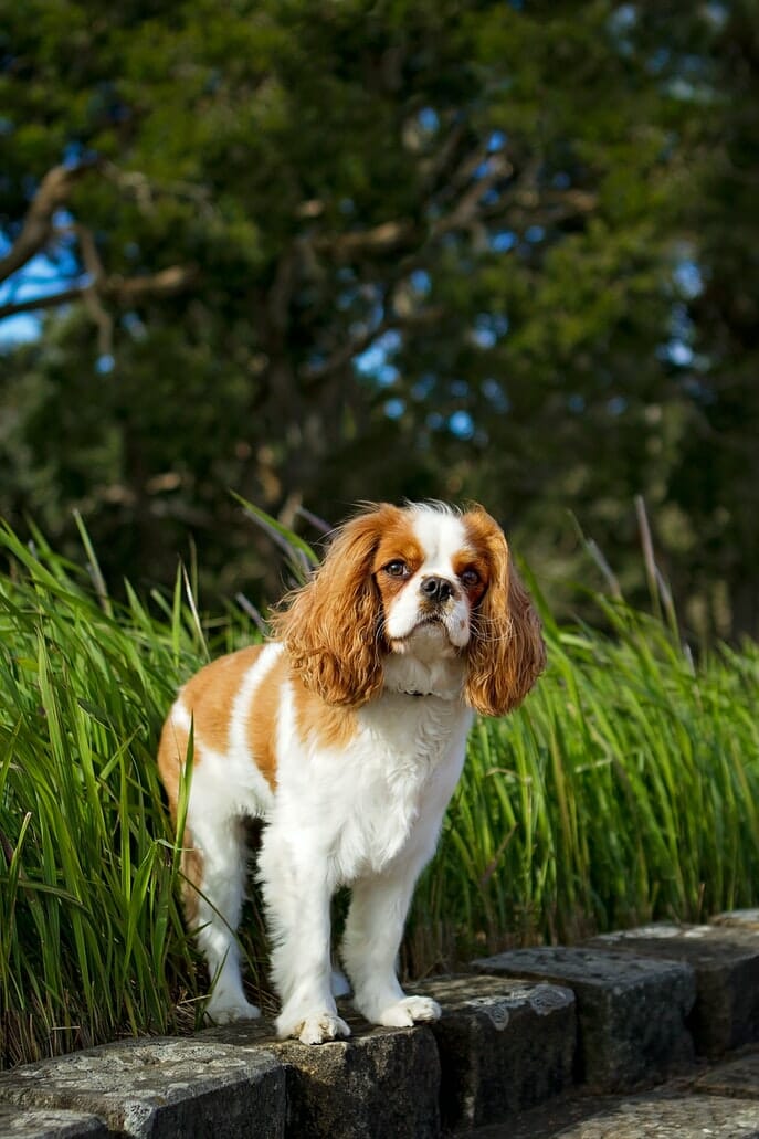 Cavalier King Charles Spaniel standing on stones with long grass behind Cavalier King Charles Spaniel Dog Breed