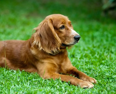 Cocker Spaniel lying down on the grass