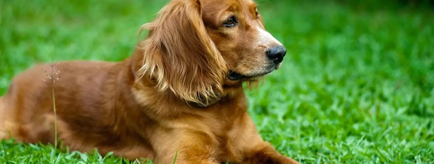Cocker Spaniel lying down on the grass