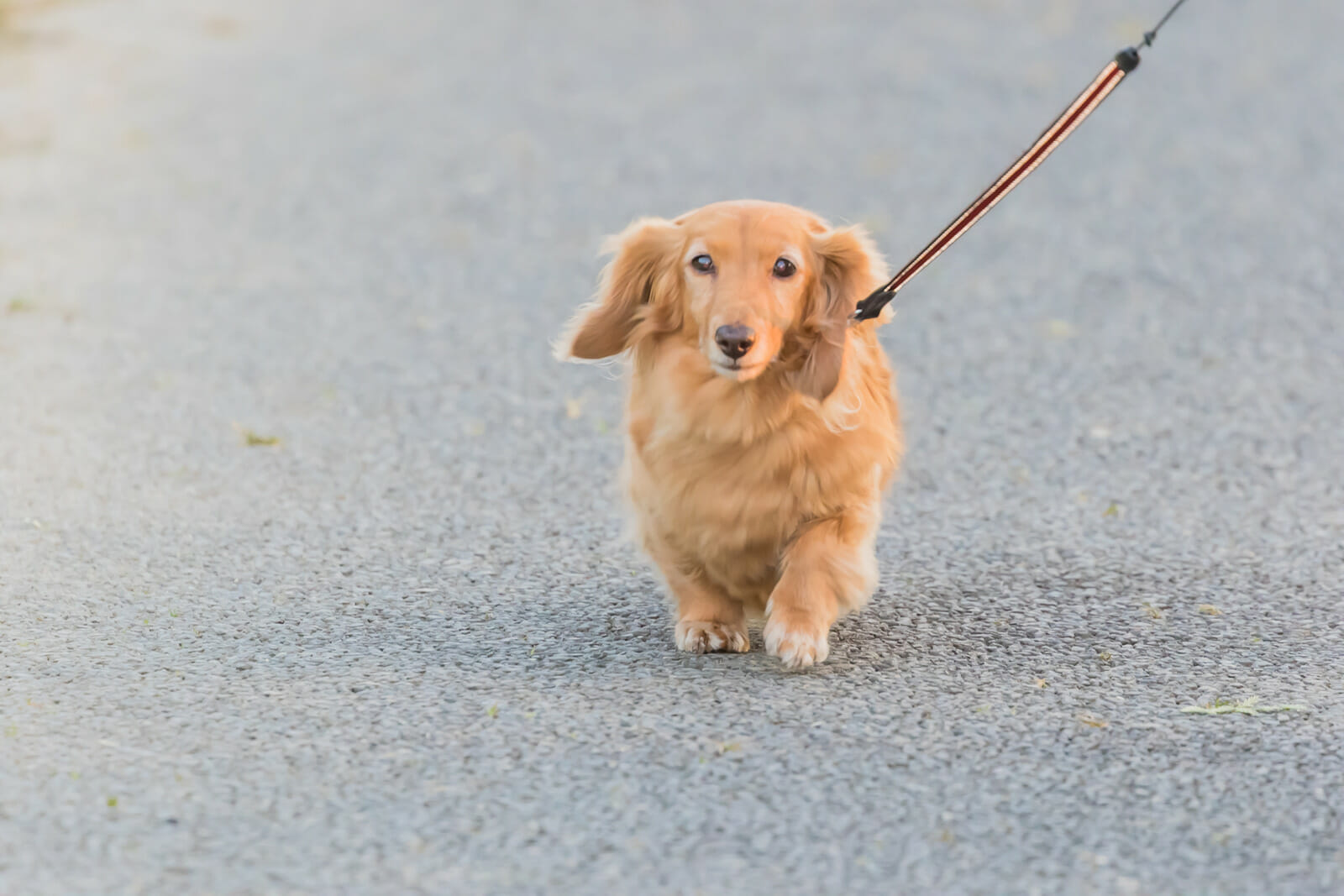 Long haired dachshund on a walk Long haired Dachshund on a walk