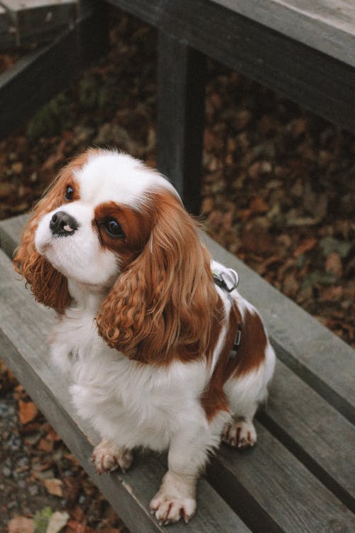 Red and white Cavalier King Charles Spaniel sitting on bench outside Red and white Cavalier King Charles Spaniel sitting on bench outside