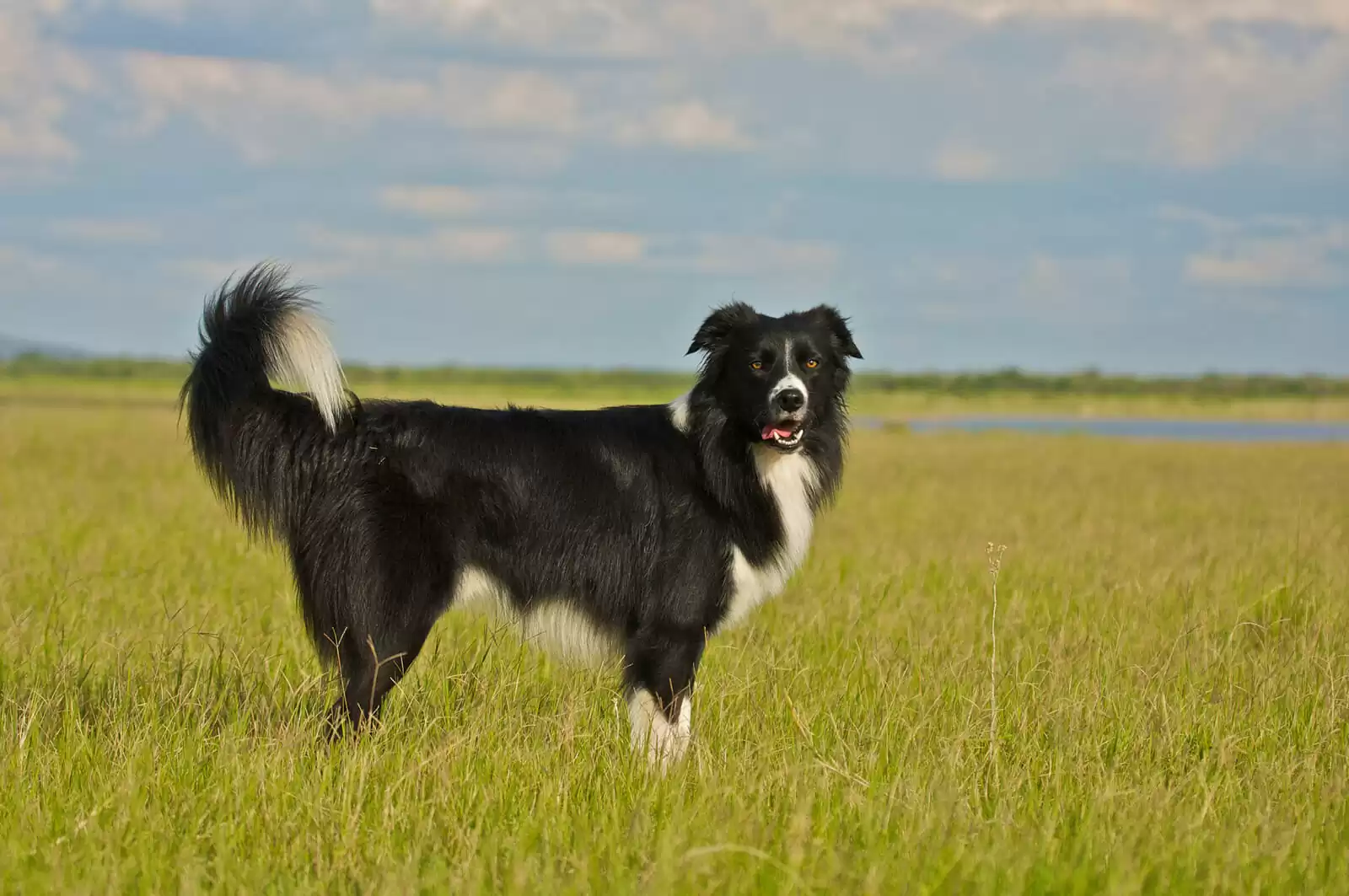 adopt a border collie adopt a Border Collie
