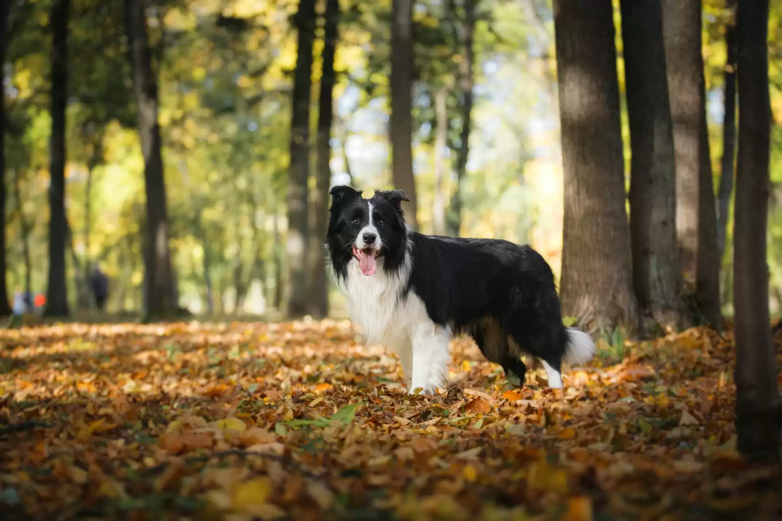 border collie long coat Border Collie long coat