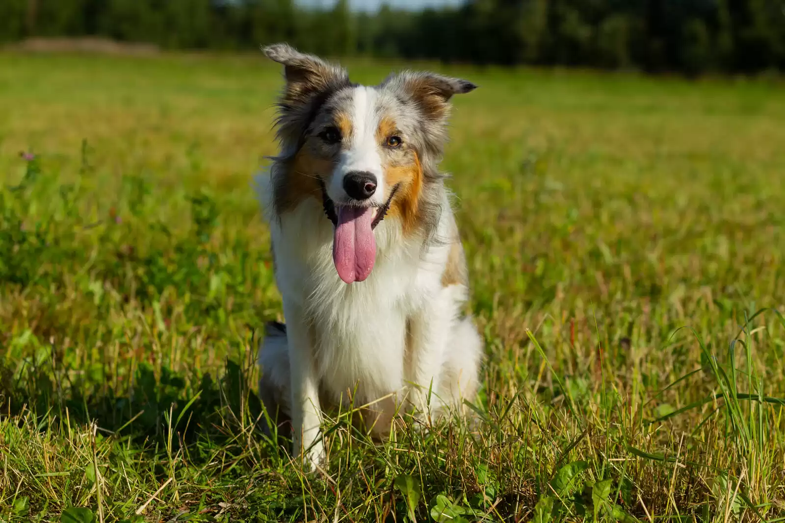 border collie multicolour sitting in field border collie multicolour sitting in field