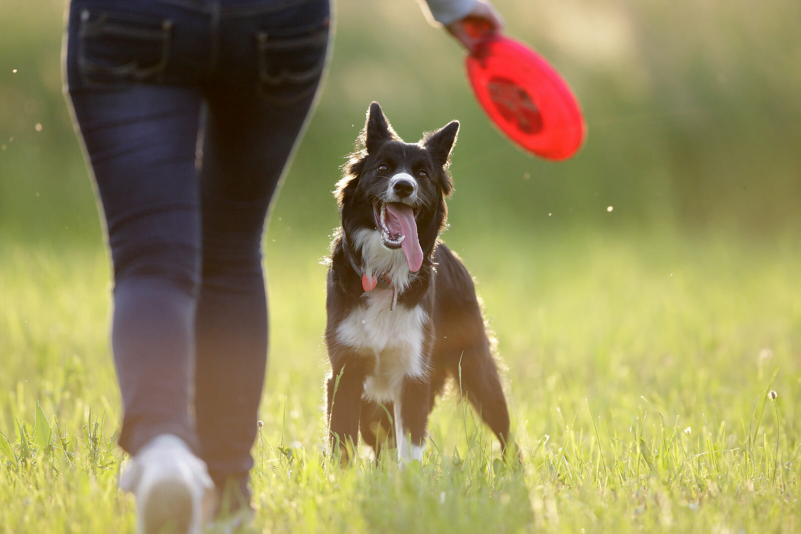 border collie playing with frisbee Border Collie playing with frisbee