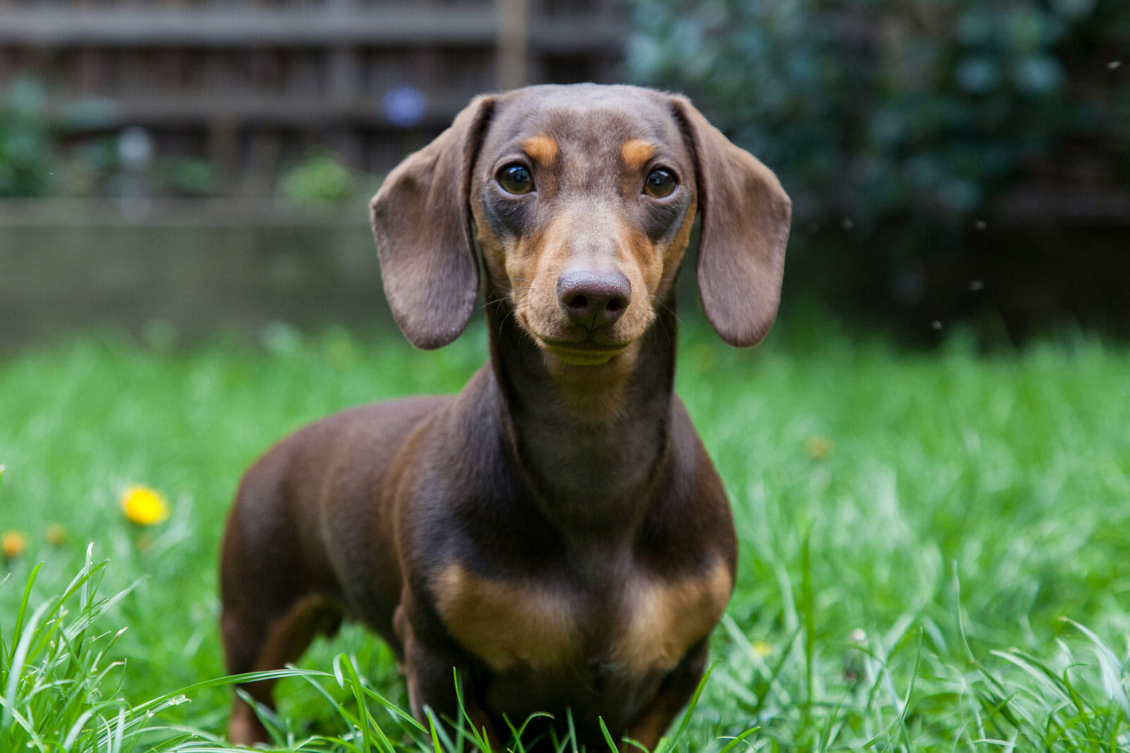 cute brown dachshund in the grass cute brown dachshund in the grass